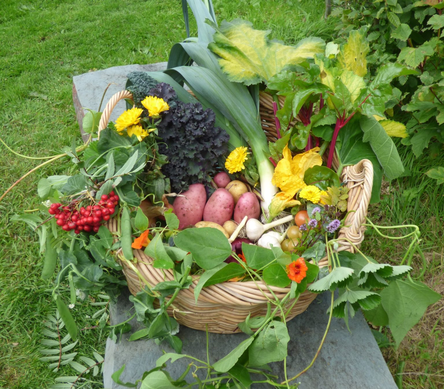 Edible Gardening Project’s Harvest Competition results – Botanics Stories