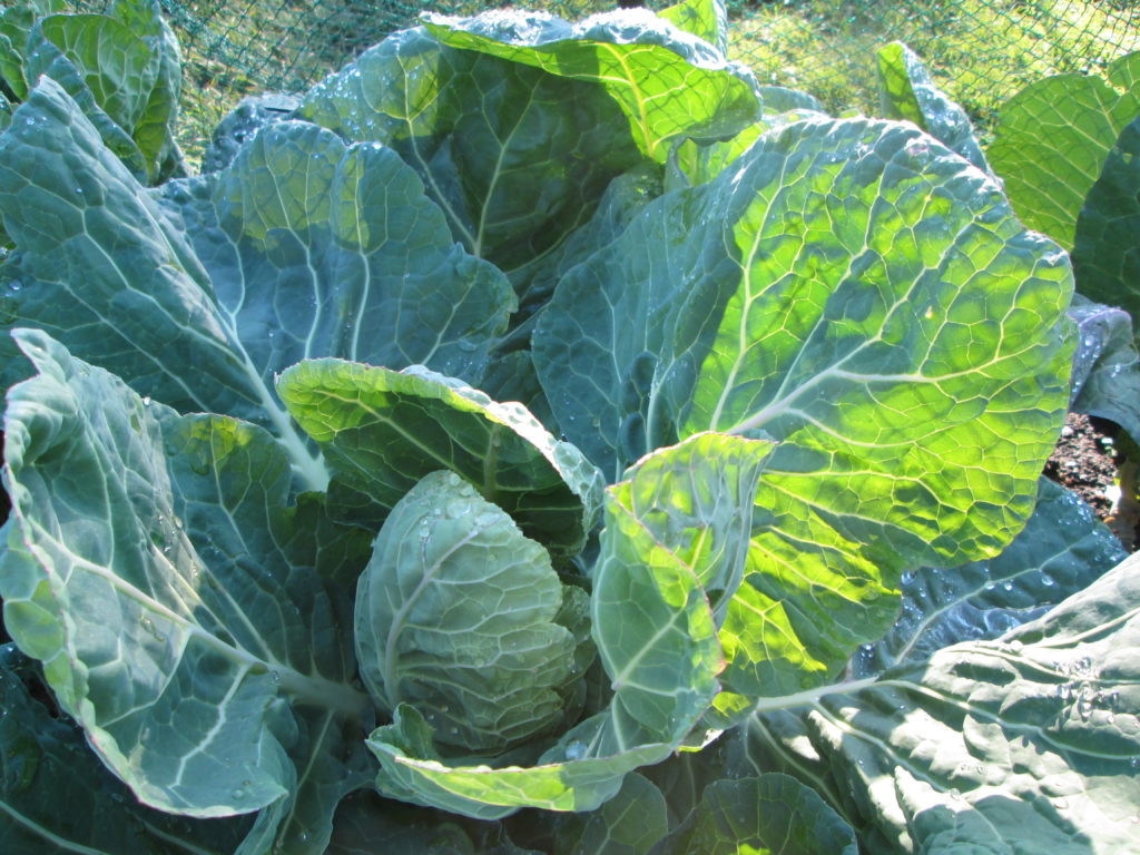Image shows a large cabbage ready for harvest in November.