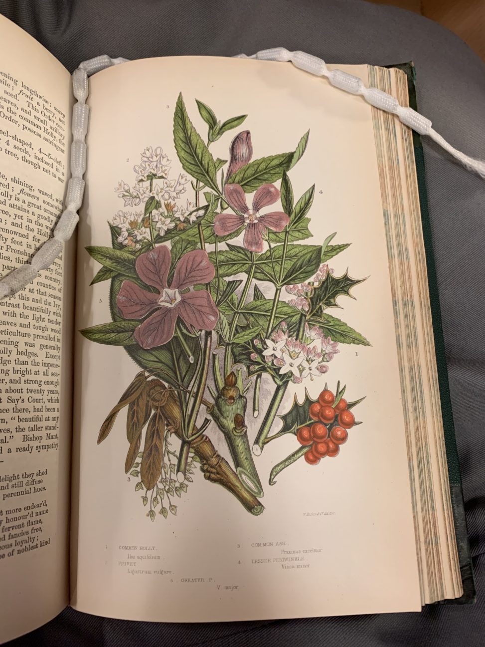 Botanical Library Examples The Other Library, Archives & Photography Team – Botanics Stories
