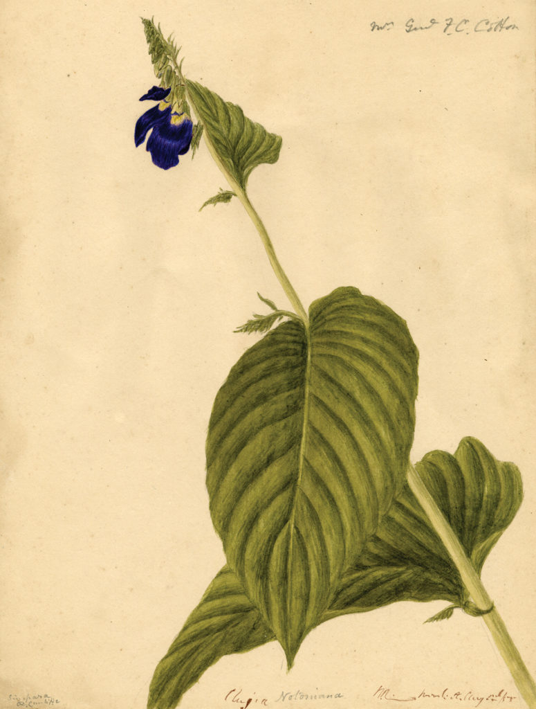 Painting of Rhynchoglossum notonianum