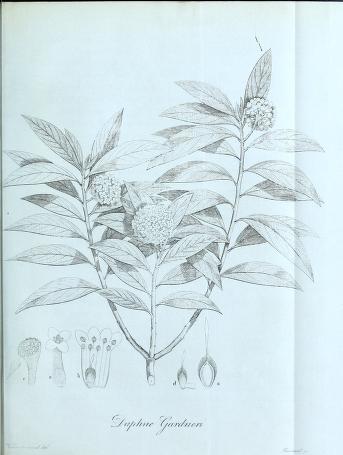 Engraving of Edgeworthia gardneri