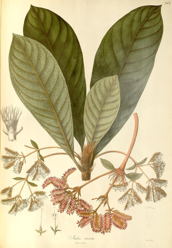 Jackia ornata, in Wallich's Plantae Asiaticae Rariores