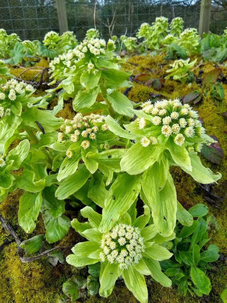 Giant butterbur in Kinfauns