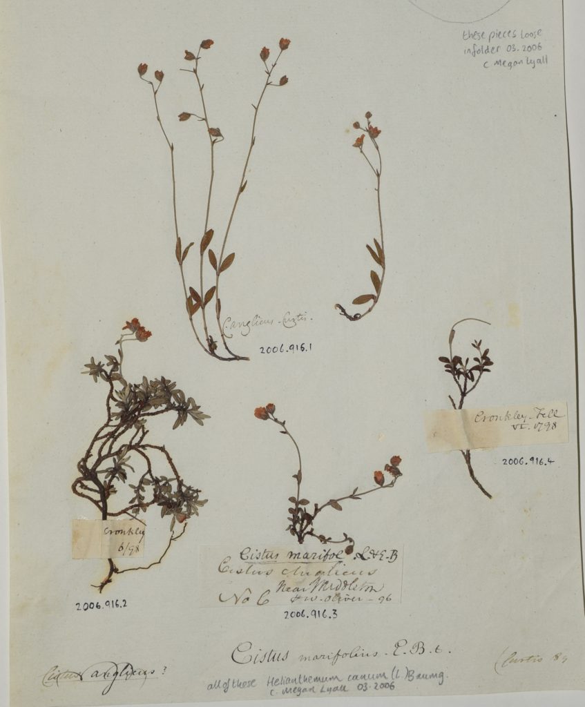 Image of a herbarium specimen