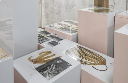 Seaweed specimen images in an exhibit