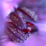 geranium pollen scaled