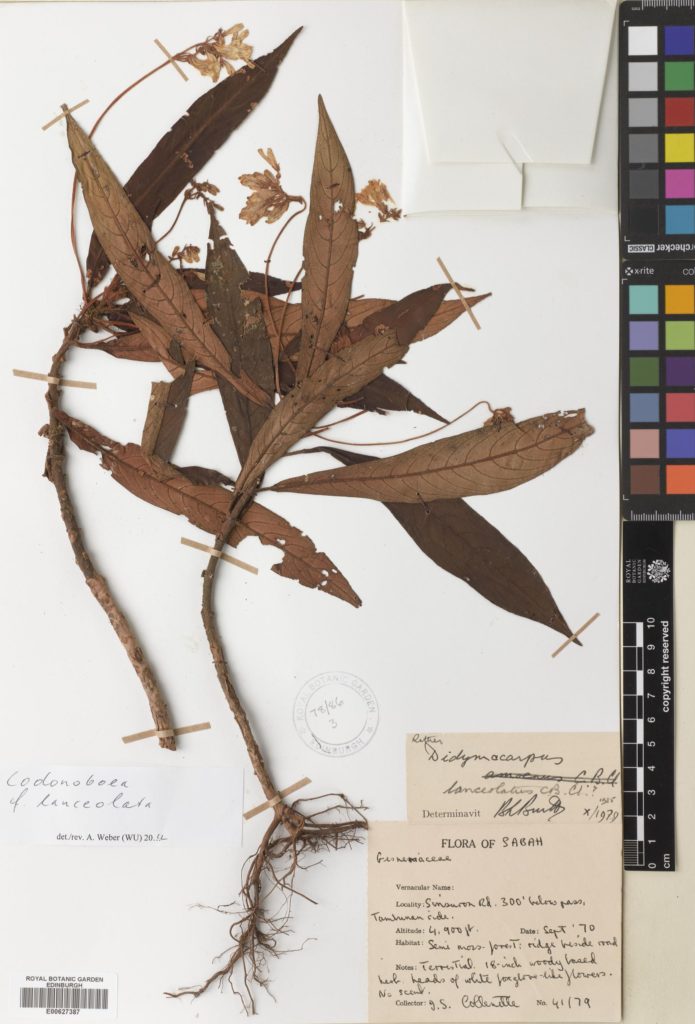 A herbarium specimen of Codonoboea lanceolata (C.B.Clarke) A.Weber from the Malay Islands herbarium region. There is a pressed plant attached to white board. In the top right-hand corner there is a capsule. At the bottom-right of the specimen board is the collection label. To the right of the specimen there is a colour chart and scale bar. There are also two other labels on the specimen that were added later by botanists carrying out species identification research.