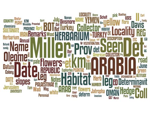 A word cloud in greens and browns of words found in the OCR text of herbarium collection labels from West Asia, Egypt and the Arabian Peninsula. The frequency with which the terms occur on labels is reflected in the size of the word. It is dominated by the words ‘Miller’ ‘Arabia’, ‘Date’, 'Det', and 'Habitat'. The words 'Name', 'Leg' (short for legit or collector in latin) and 'locality' were also frequently used. Smaller words include place names, habitat descriptors and months of the year.