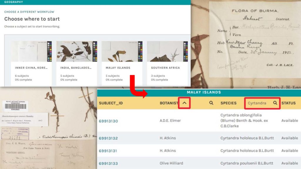 Top left: a screenshot of the subject set choice panel where volunteers choose a herbarium specimen set. These are grouped by geographical regions of the world. In the screenshot 4 sets are visible: Inner China, Korea and Taiwan, India Bangladesh and Pakistan, Malay Islands and Southern Africa. An arrow goes to a second screenshot (bottom right) which lists the specimens within the Malay islands subset. There are red boxes around the headers Botanist and Species indicating where volunteers can either sort alphabetically or search columns. Behind the screenshots are sections of herbarium specimens showing collection labels with typed headers.