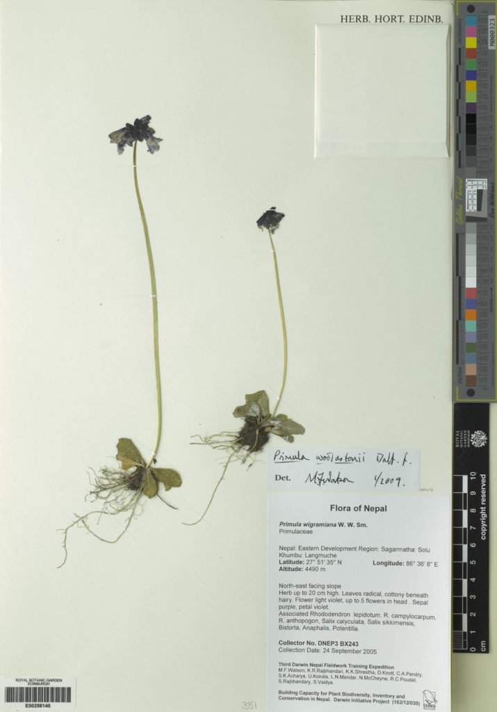Scan of a specimen of Primula wollastonii from the RBGE herbarium