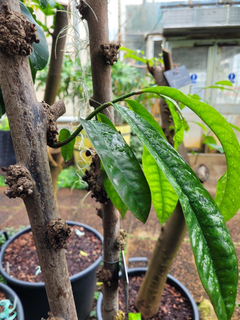 Woody plant from Papua New Guinea, Eupomatia laurina