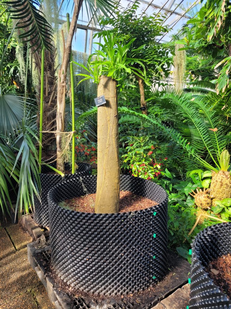 Hernandia, a tropical tree in a custom made air-pot