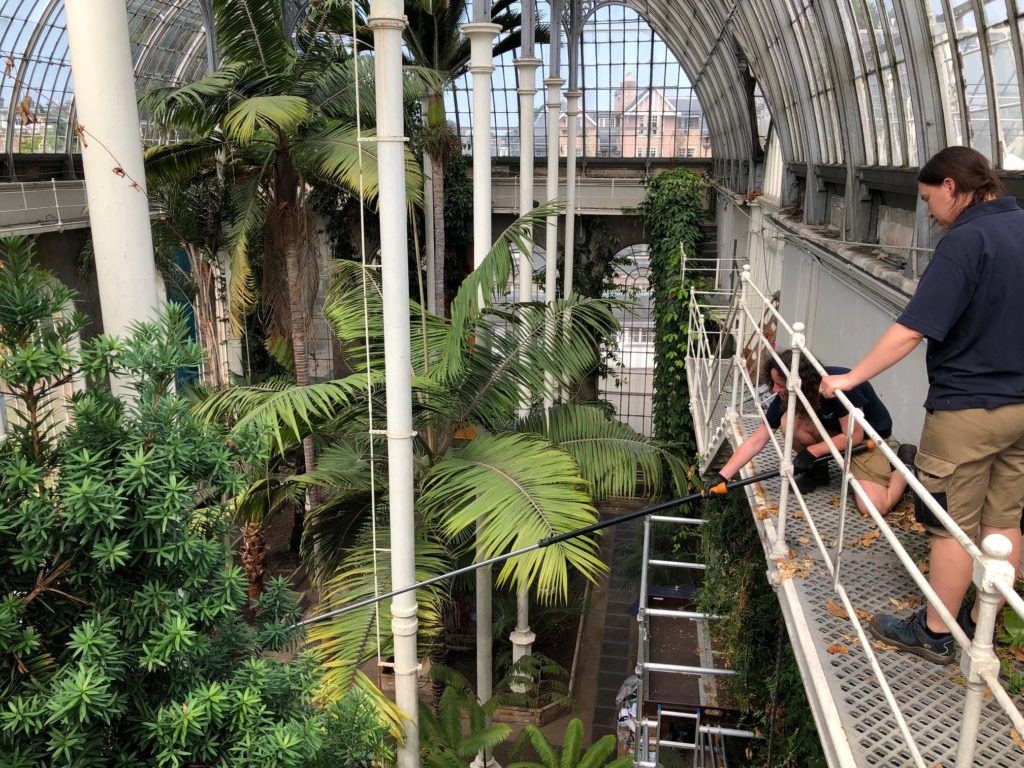 Image of palm house interior with 2 horticulturists collecting propagation material.