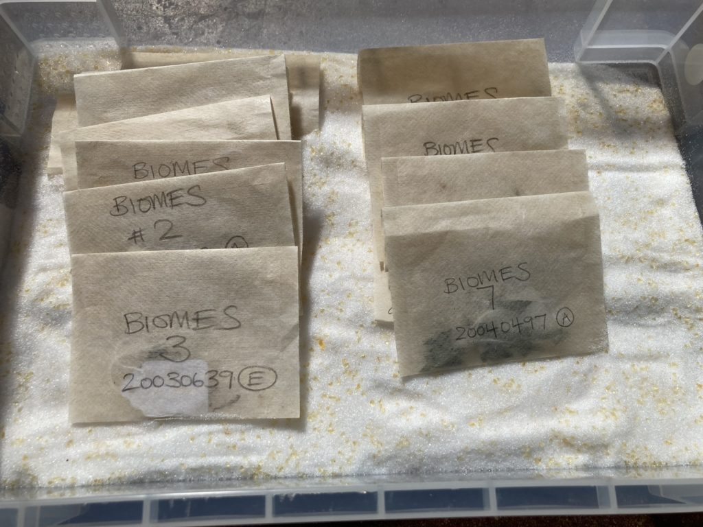 Samples of dried leaves inside empty tea bags, sitting on drying silica