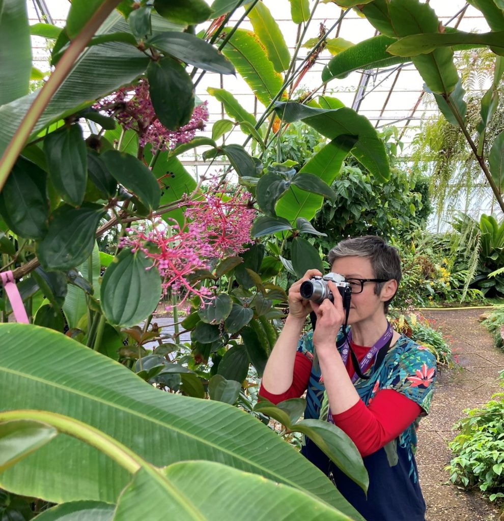 A photographer focuses on the pink flowers of Medinilla speciosa in a tropical glasshouse
