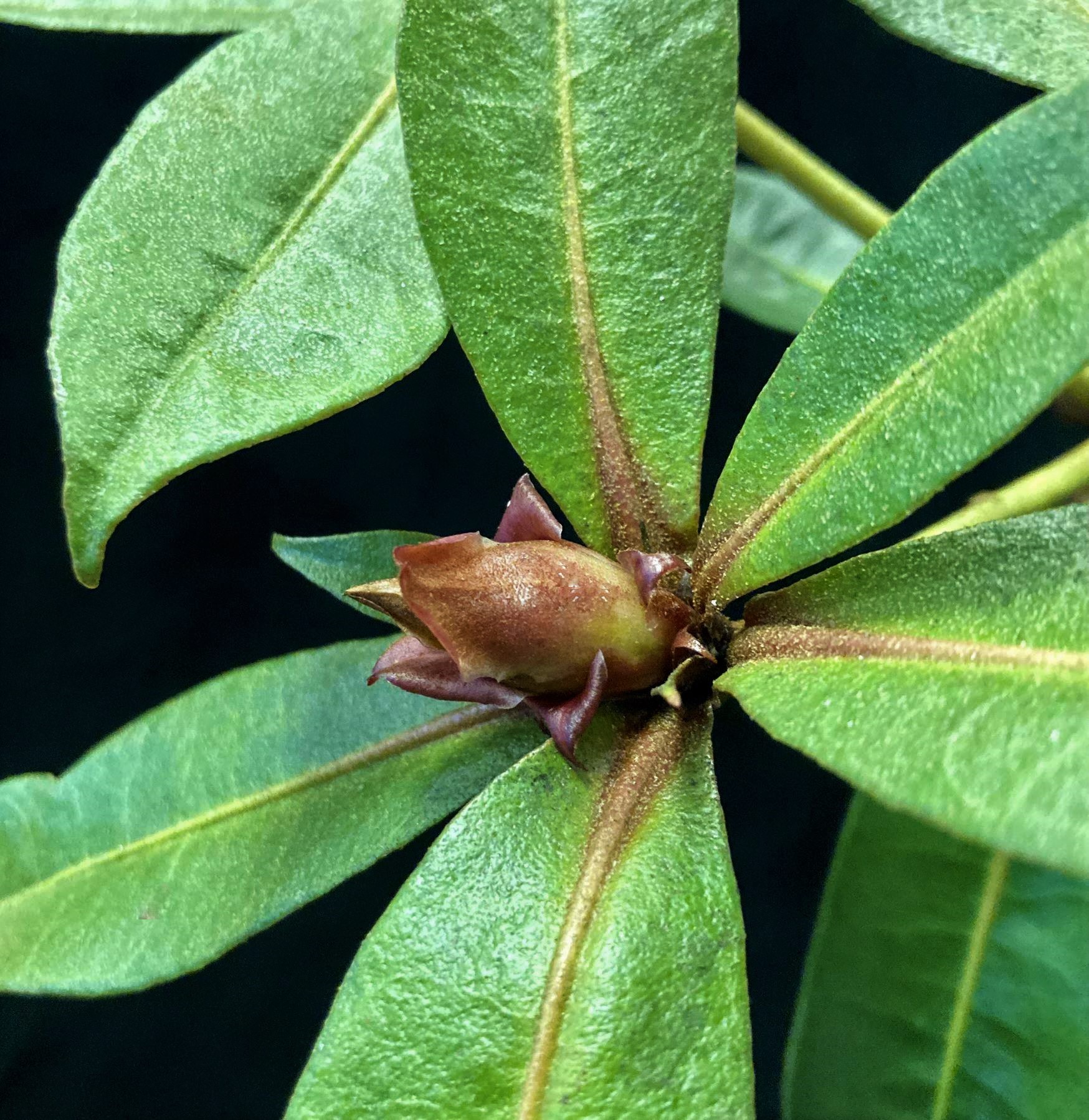 A close up detail of Rhododendron lanceolatum bud