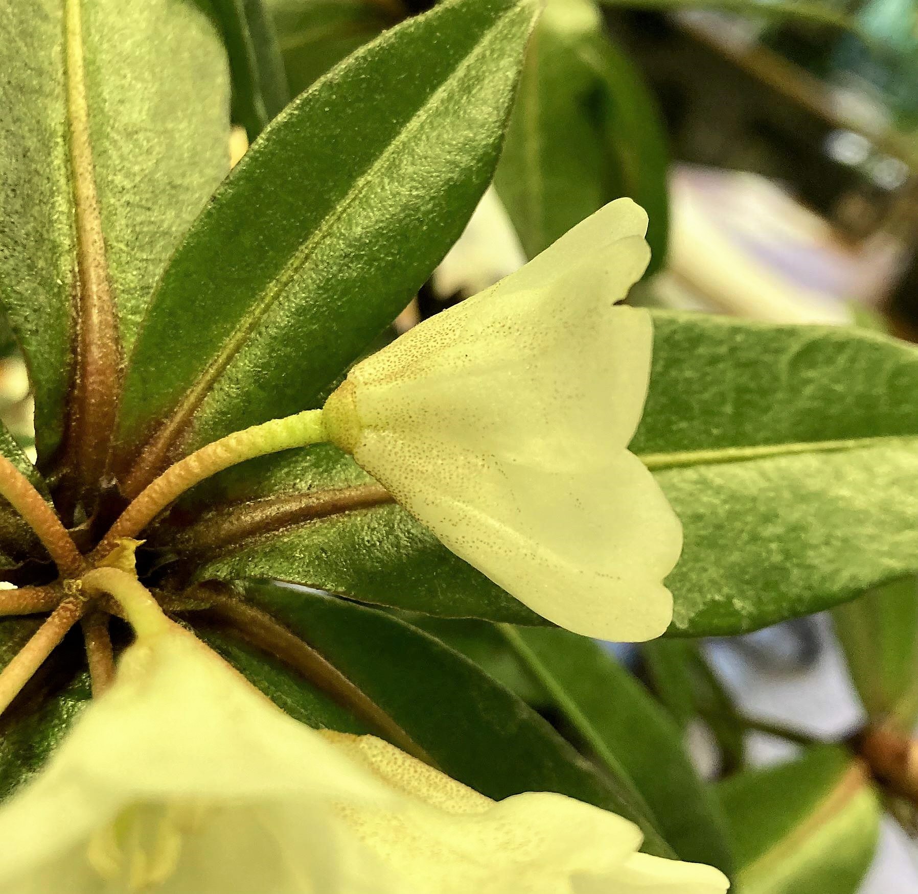 A close up detail of a Rhododendron lanceolatum flower