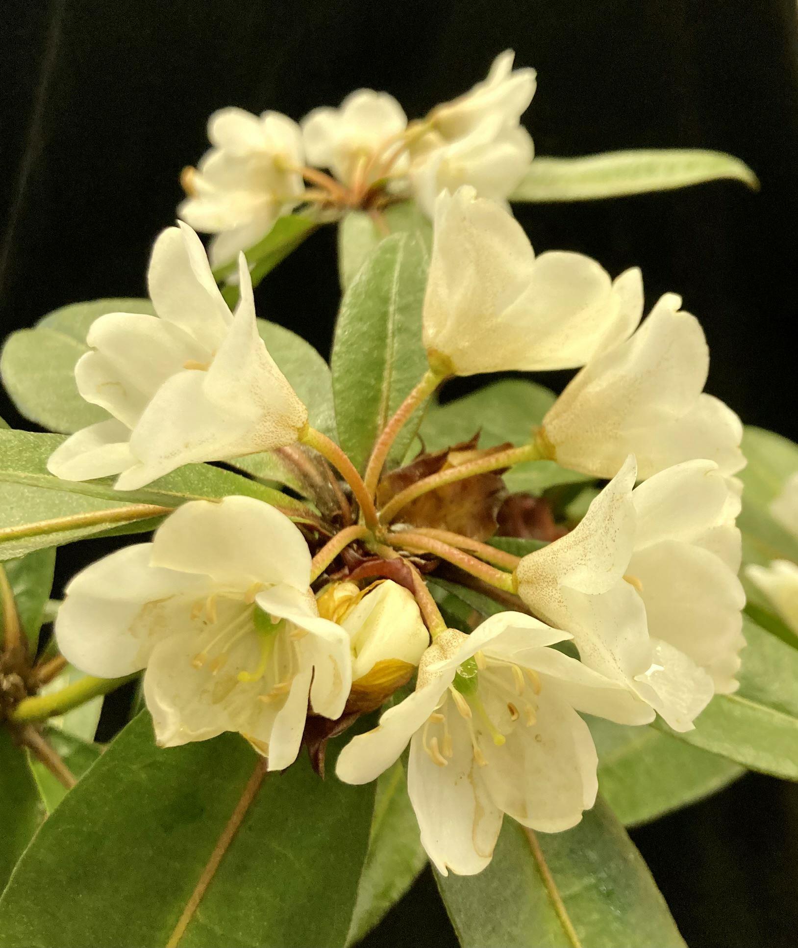 Rhododendron lanceolatum flowers