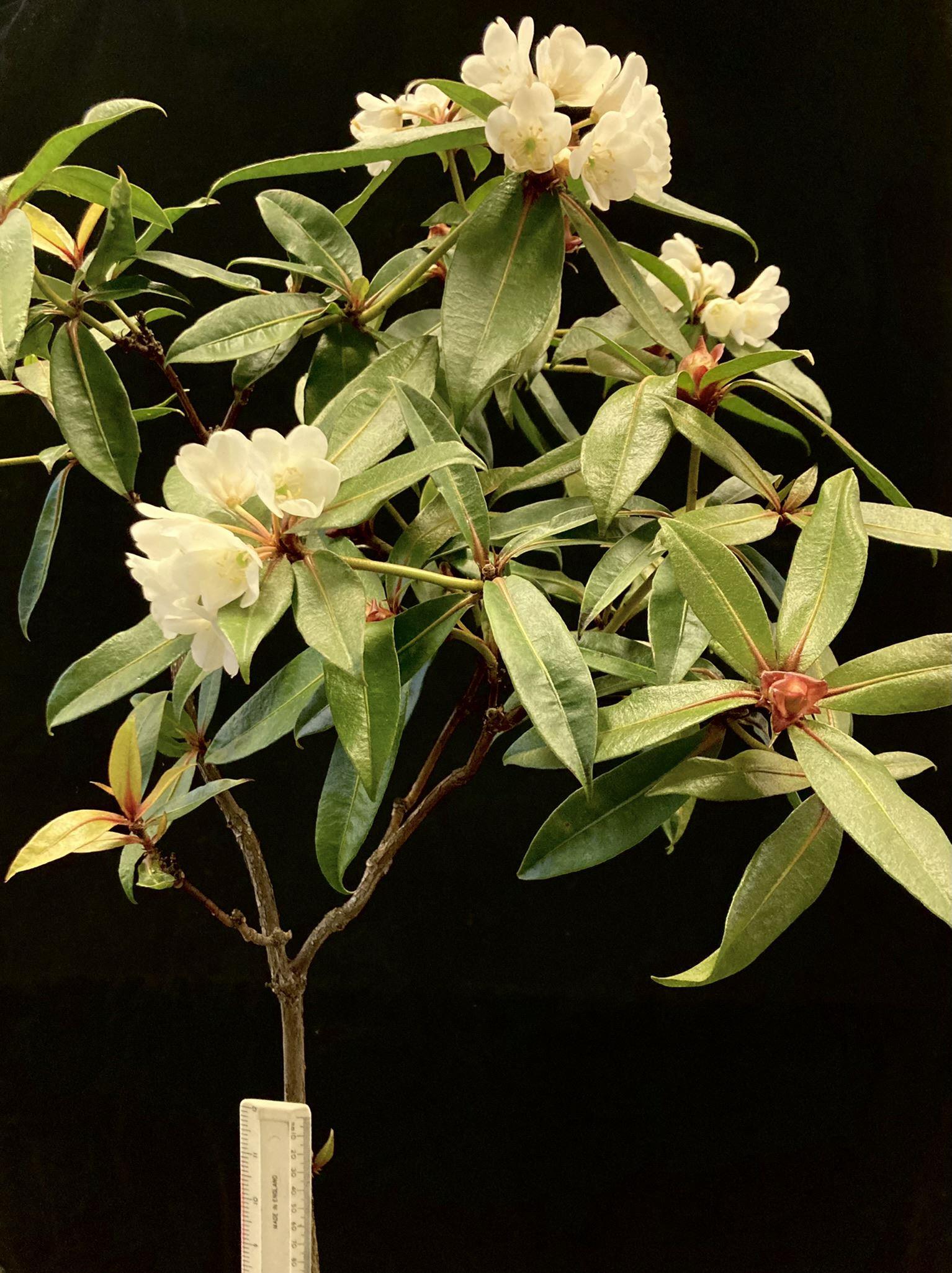 Rhododendron lanceolatum, a small flowering shrub, with a ruler for scale