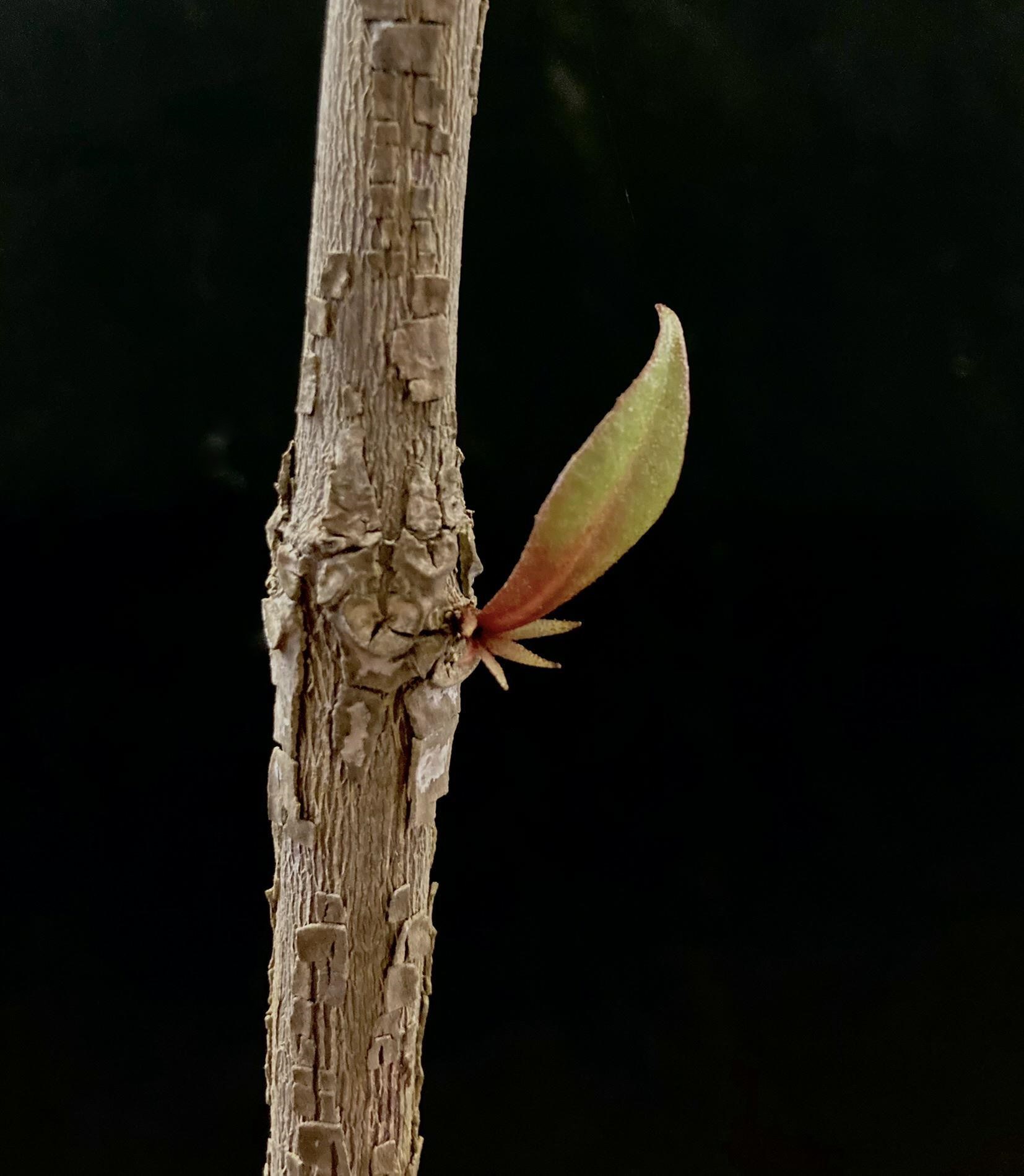 Rhododendron lanceolatum stem with one single leaf