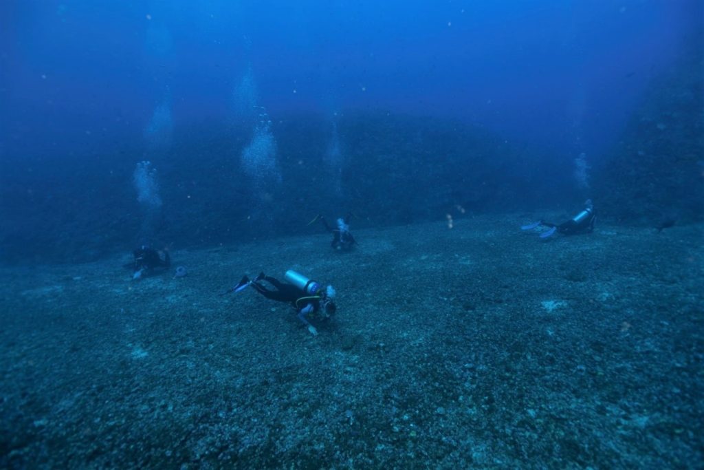 Several SCUBA divers exploring a maerl bed on the ocean floor, with bubbles rising up through the water
