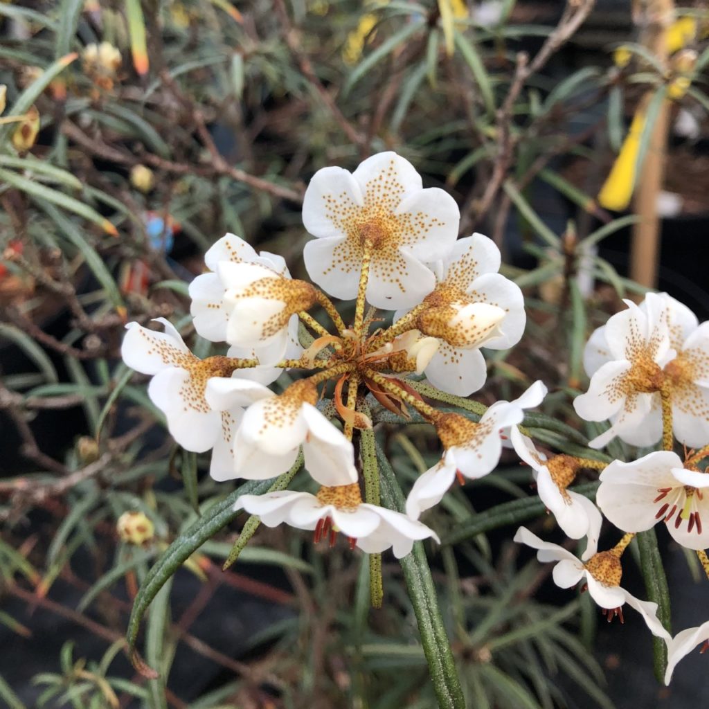 Rhododendron himantodes Var. himantodes gold coloured star like scale arrangement 