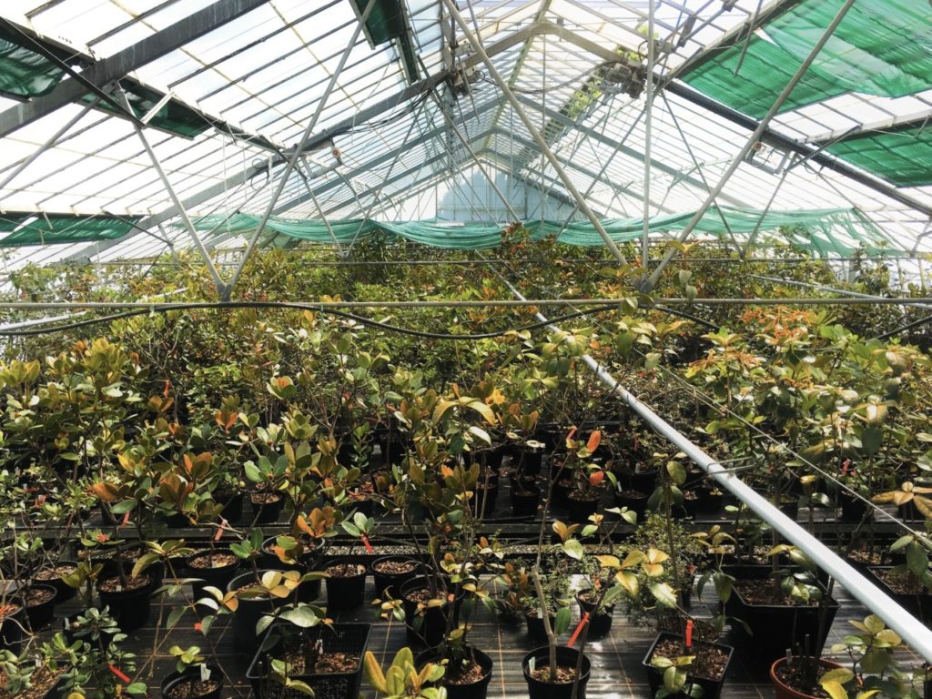 Interior overview of a large potted collection of plants.