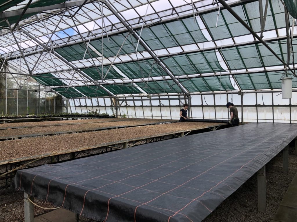 Glasshouse interior, two people work cleaning and unrolling weed protection fabric.