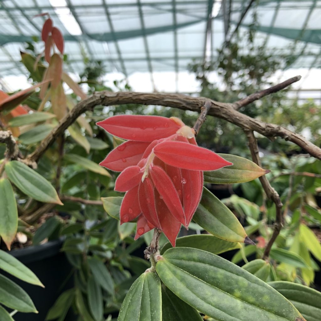 Vibrant, red new growth leaves