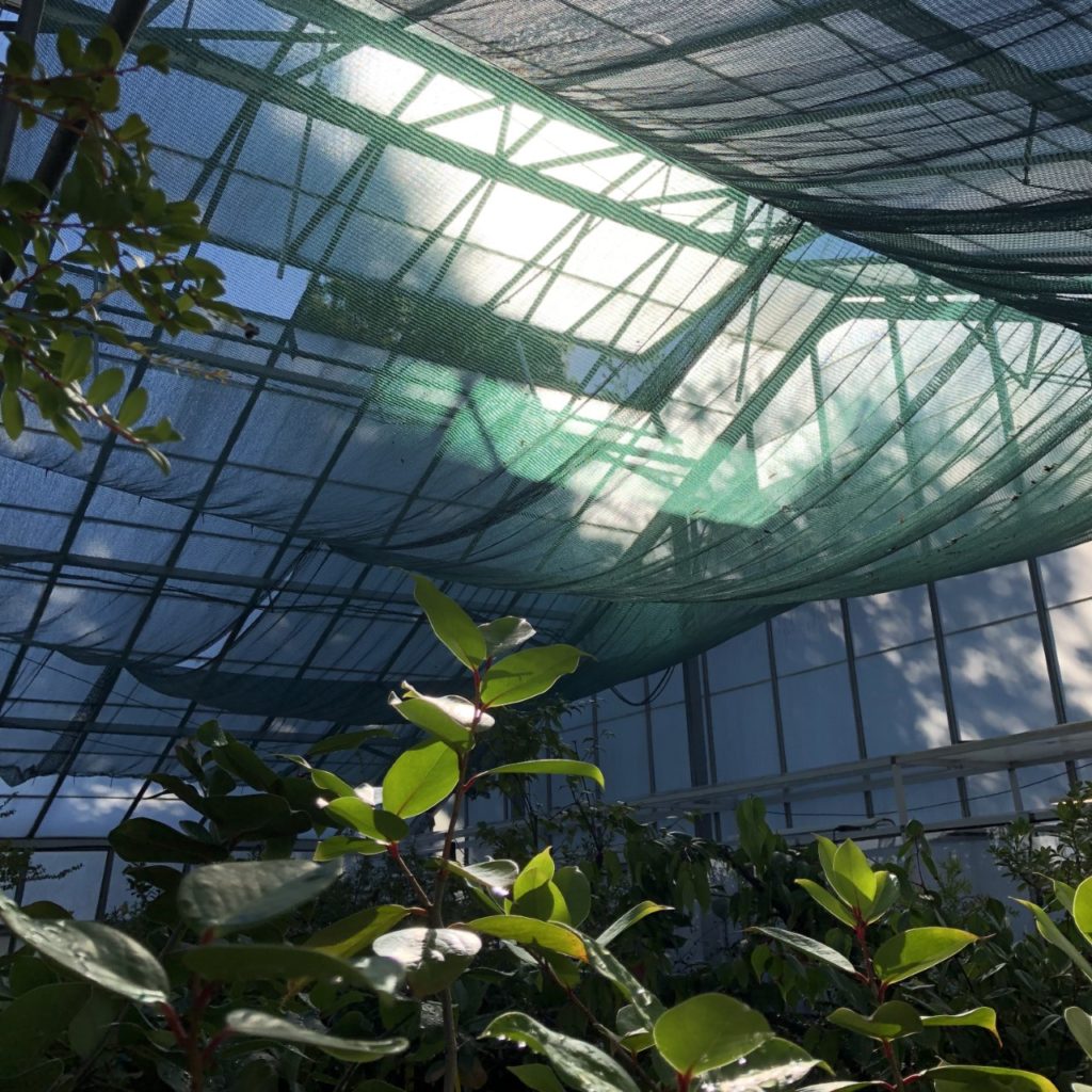 Interior glasshouse, the sun shines through shade netting and glass on the roof.