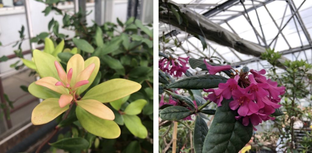 New leaf growth, pink and yellow on the left. Rich pink flowers on the right.