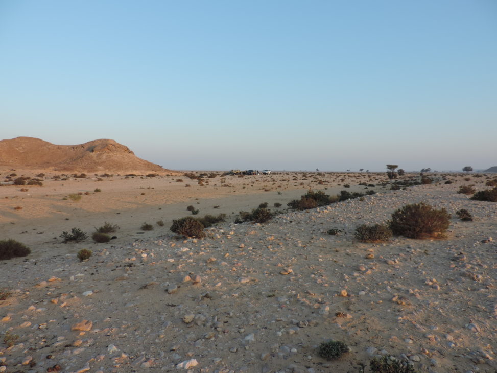 52 Sahil Al Jazir Important Plant Area in Oman coastal fog desert
