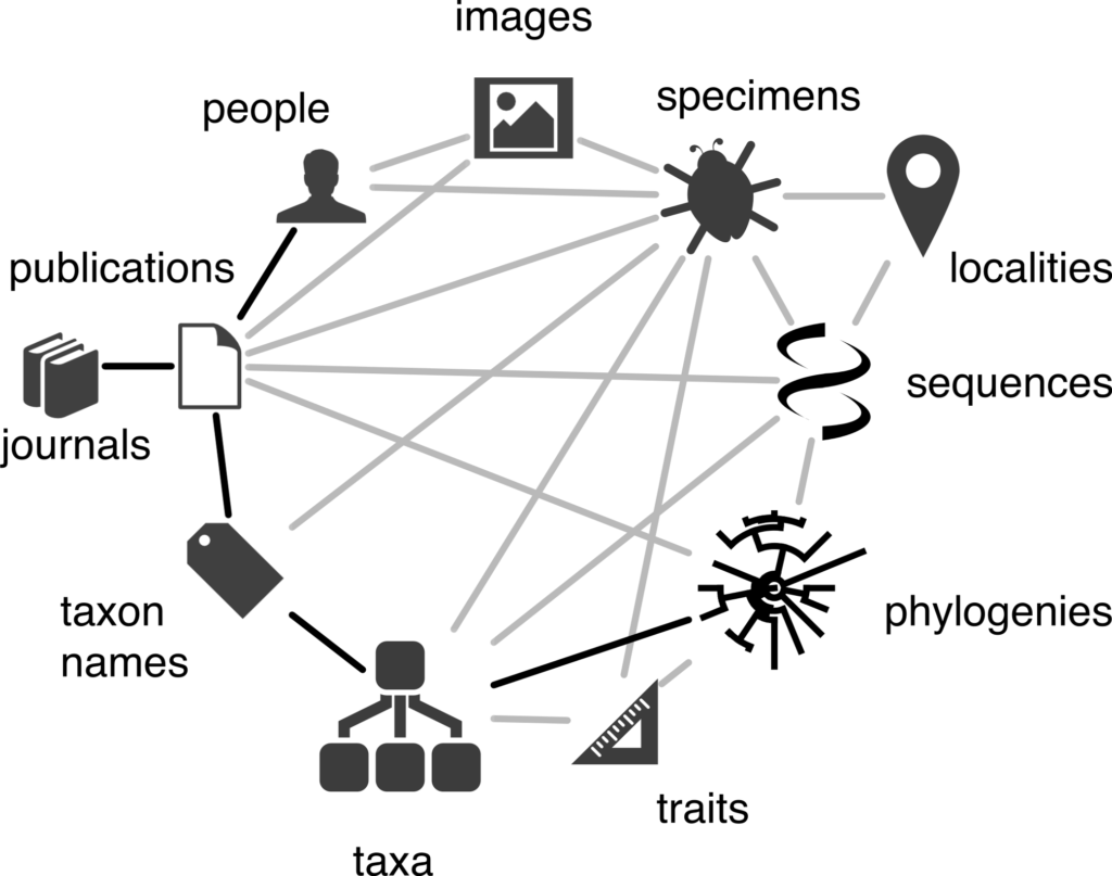 A diagram showing a network of links between people, images, specimens, localities, sequences, phylogenies, traits, taxa, taxon names, journals and publications