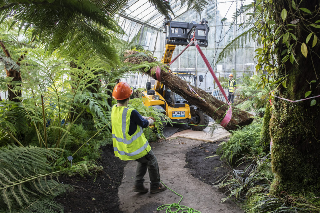 The Horticulture team at the Royal Botanic Garden Edinburgh remove a 150 year old Dicksonia antartica tree fern