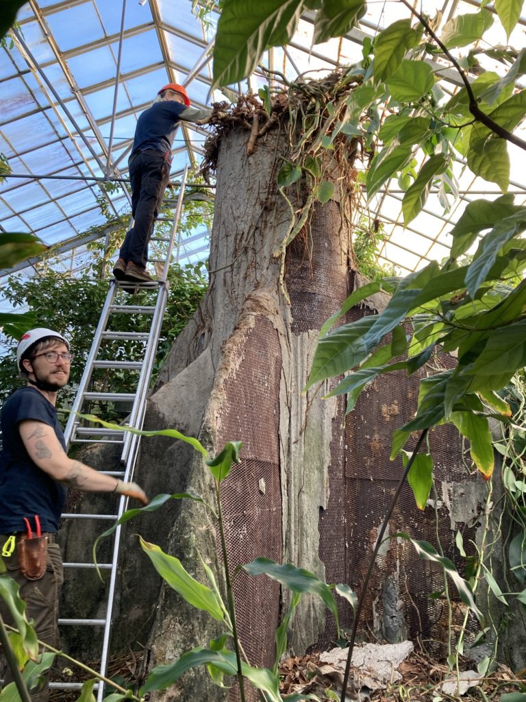 two people work with a ladder inside a glasshouse to remove plants from a central tree-like sturcture