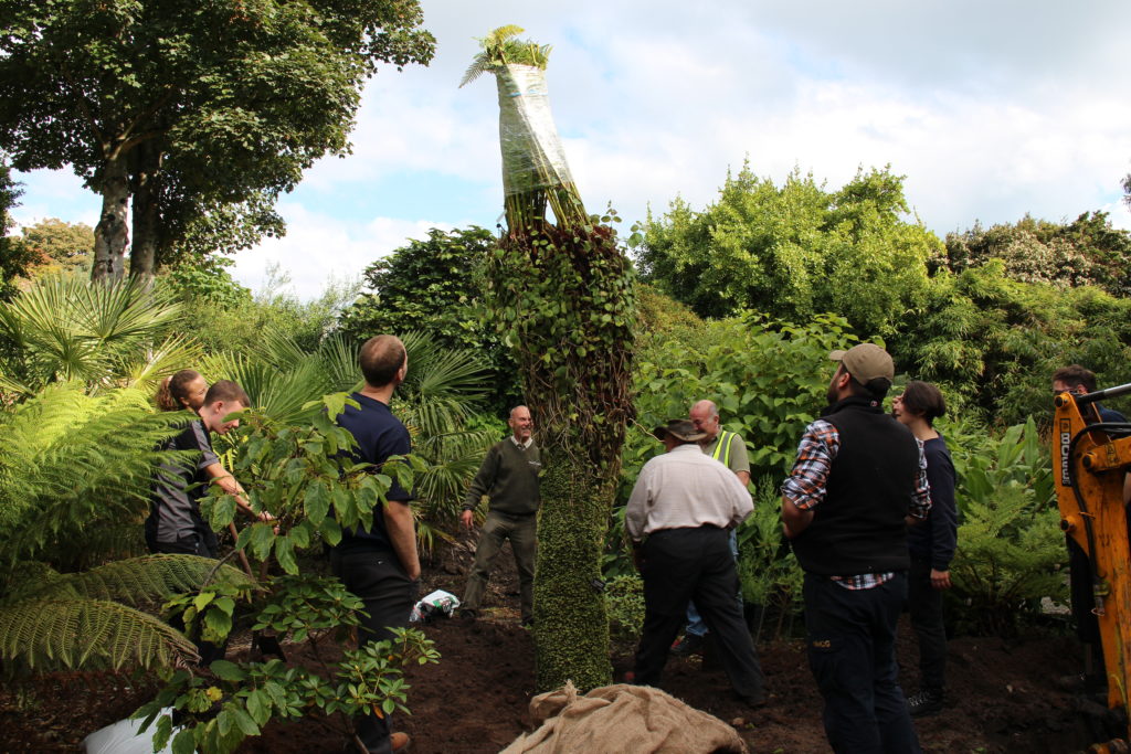 a crowd of people stand around a freshly planted tree fern