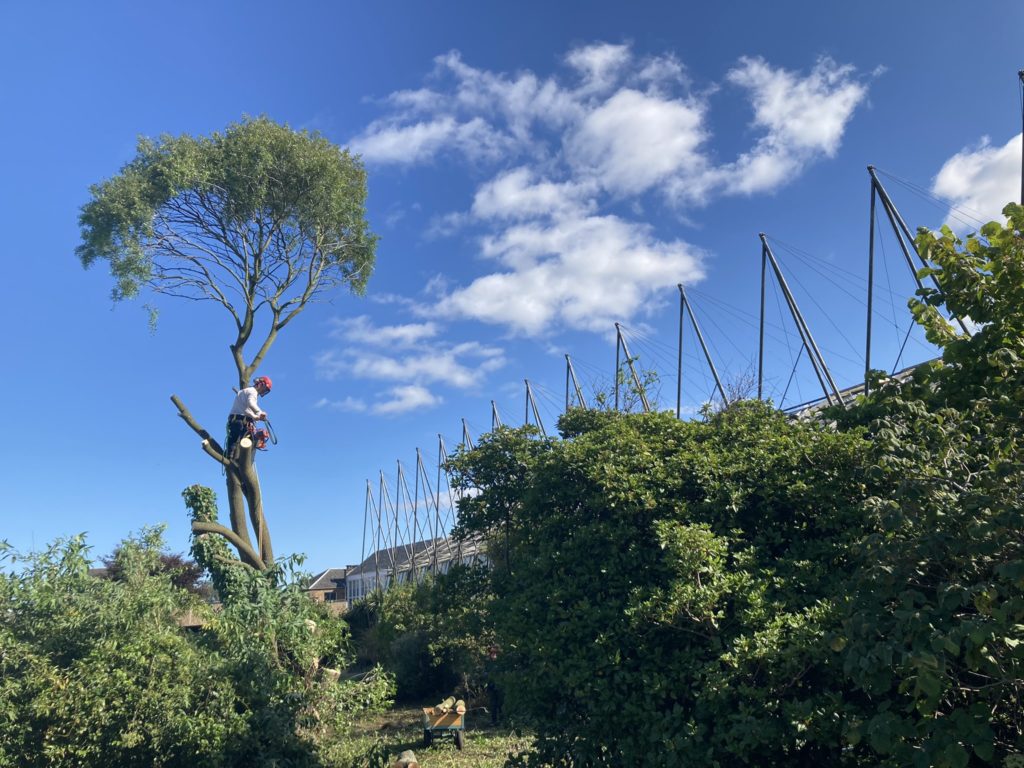 an arborist stands a few metres up in a tree on a sunny day, with glasshouses in the background