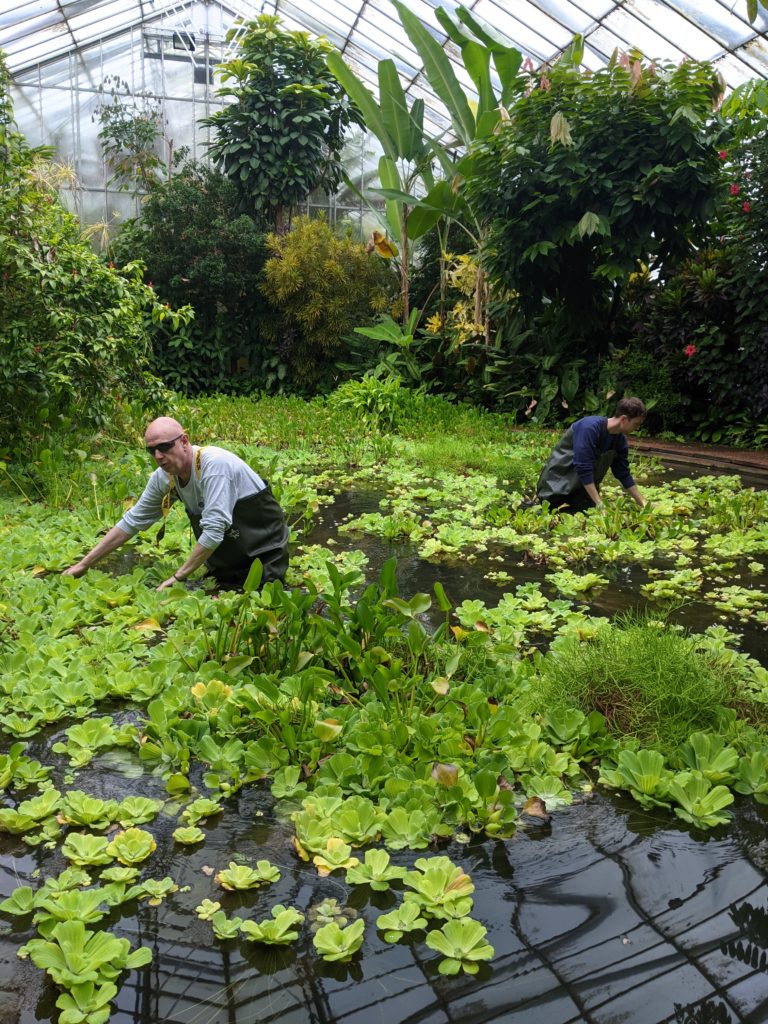 2 people, wearing waders, clearing plants from a pond in a glasshouse