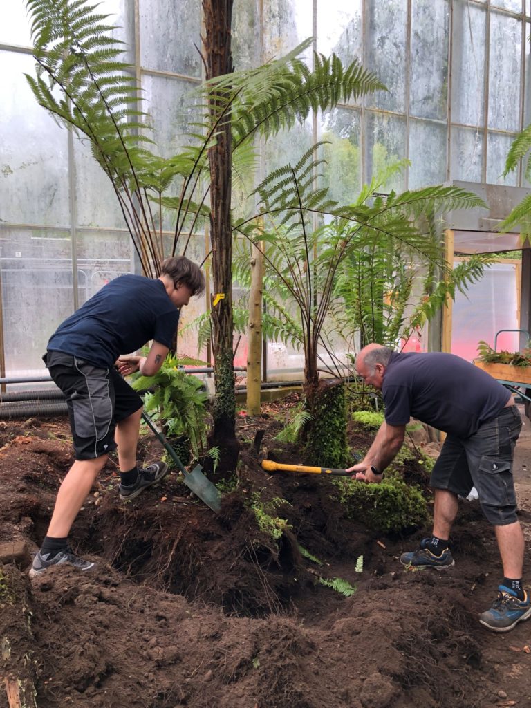 2 people dig around the base of a tree fern inside a glasshouse