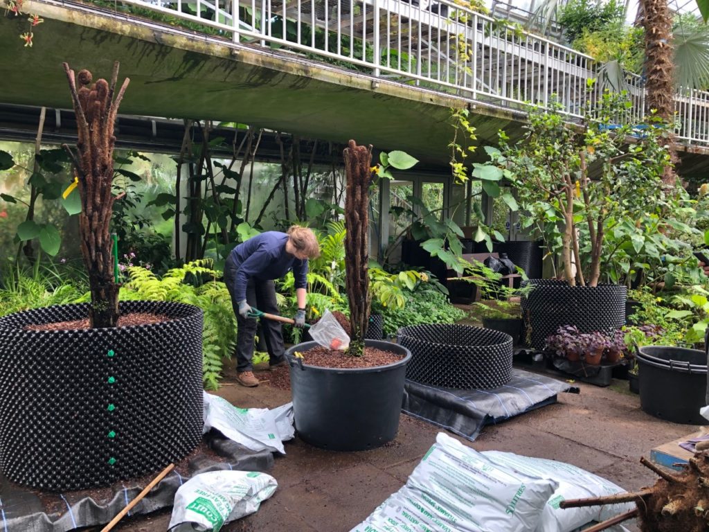 a gardener adds some soil to a large potted tree fern inside a glasshouse