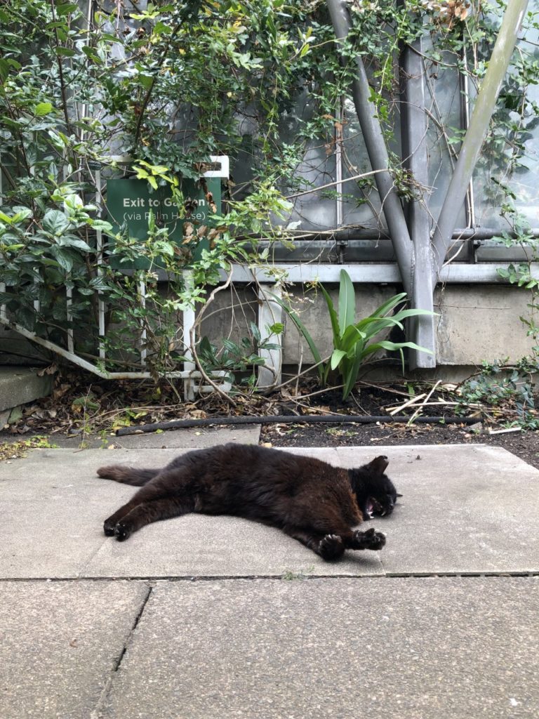 a black cat lays on a paved area, yawning