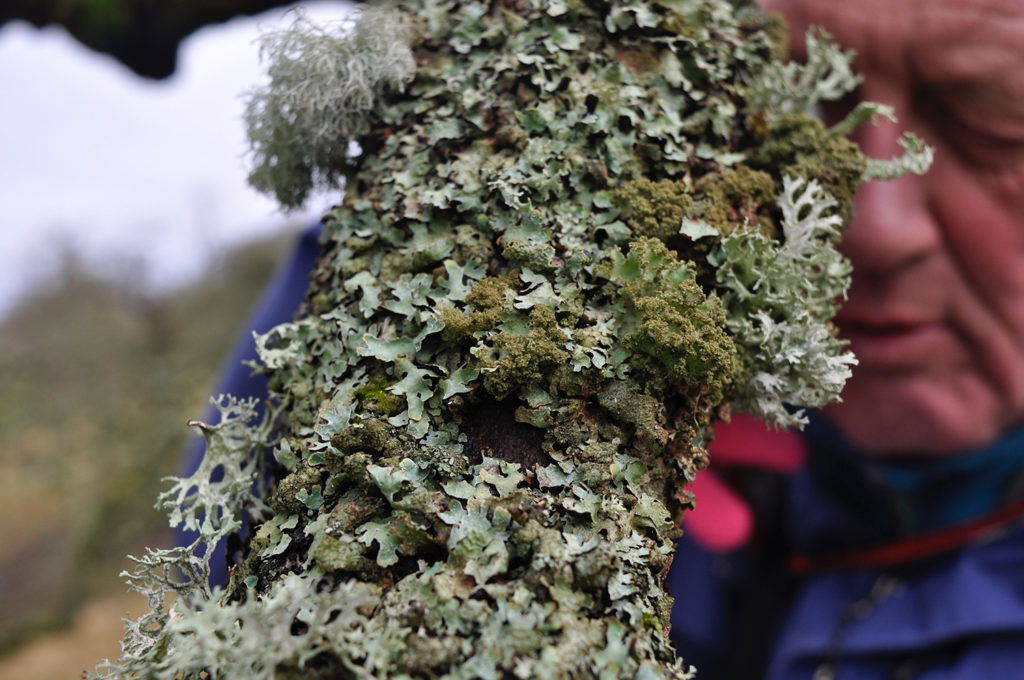 A branch, completely covered with multiple lichen species. Out of focus behind the branch is a face of someone looking at it.