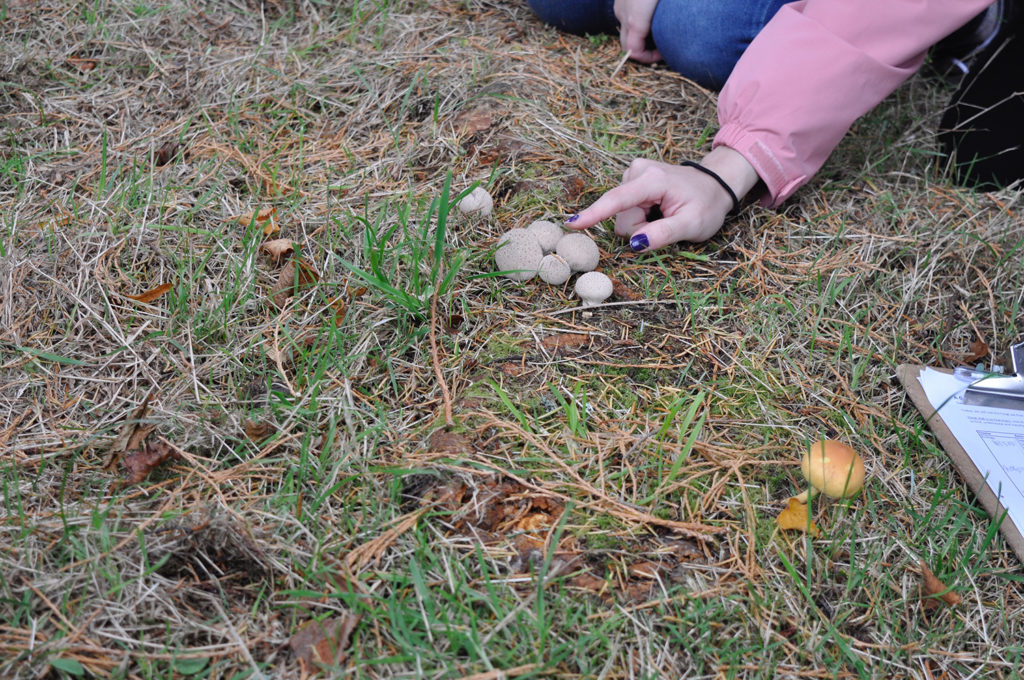 A hand with dark-painted nails, pointing at several fungal fruiting bodies in a group on some dry grass
