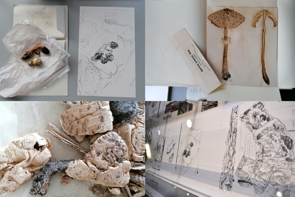 Multiple images showing fungal specimens, sketches and paintings