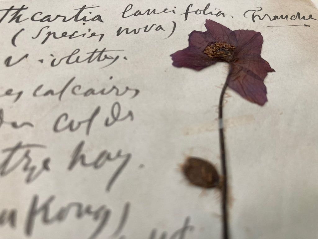 A close up image of a herbarium specimen from the poppy family. Handwritten notes are on paper surrounding a dried pressed specimen which hasa single flower at the top with purple petals and a hairy stem.