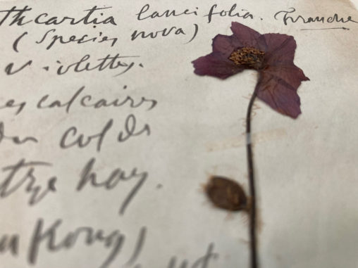 Close up of a herbarium specimen from the poppy family. A dry pressed plant is attached to paper. It has a single flower of purple petals and a hairy stem. It is surrounded by handwritten text.