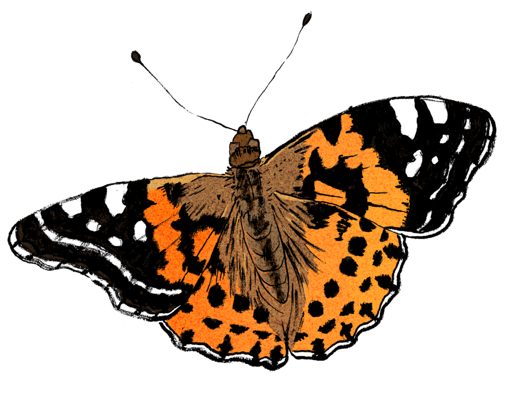 butterfly 1 1