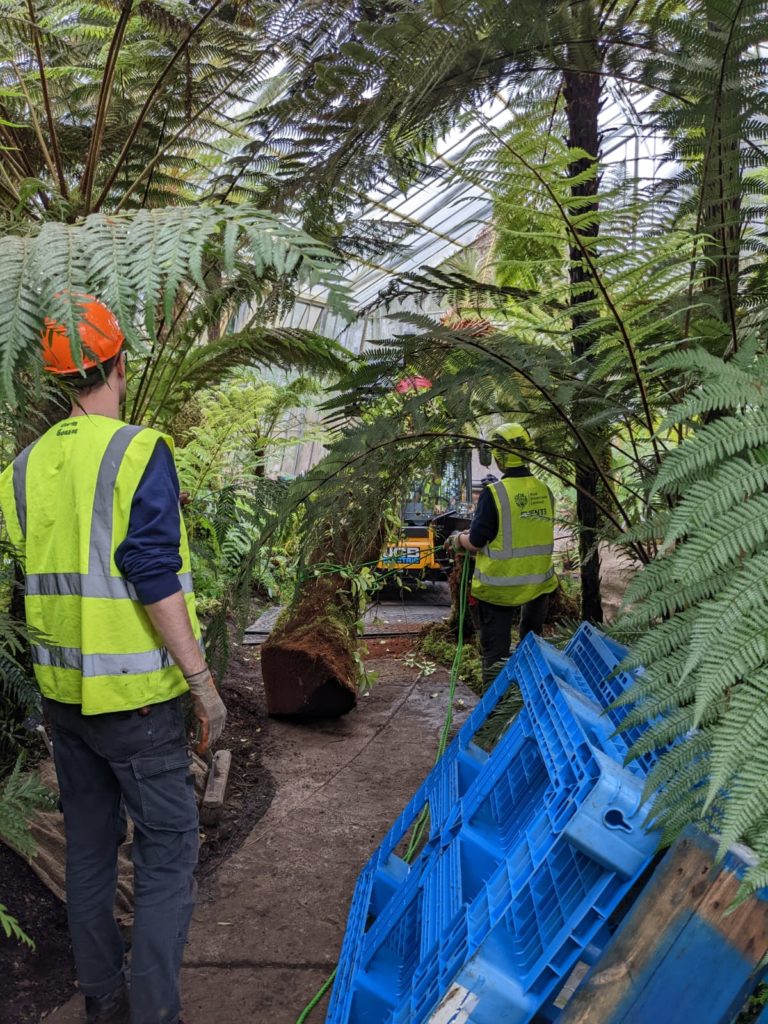 Two horticulturists lowering giant tree fern. 