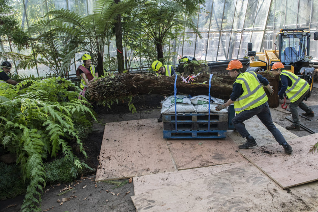 Multiple horticulturist prepare to move large tree fern
