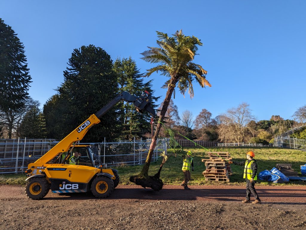 Two horticulturists guide a tall tree fern and an electric telehandler holds the tree